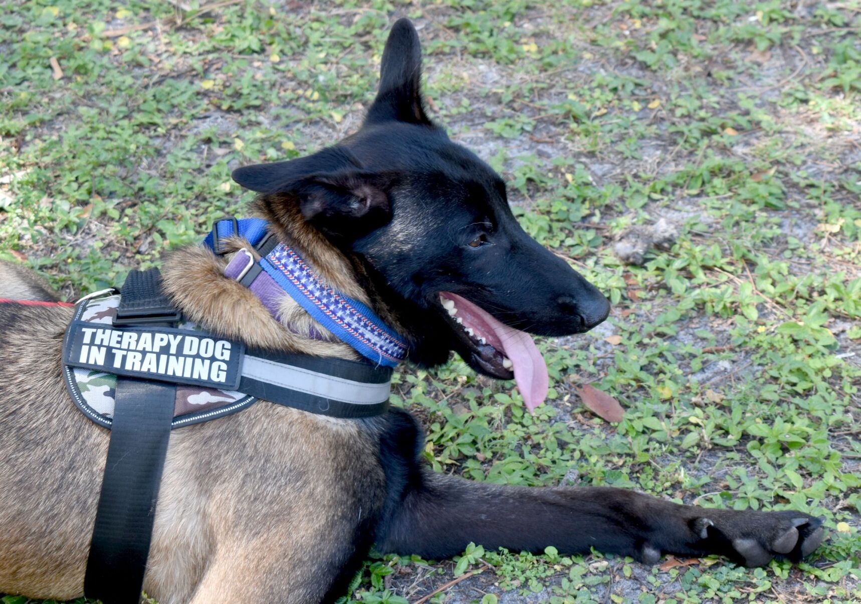 Families and pets celebrate Easter early at Punta Gorda History Park